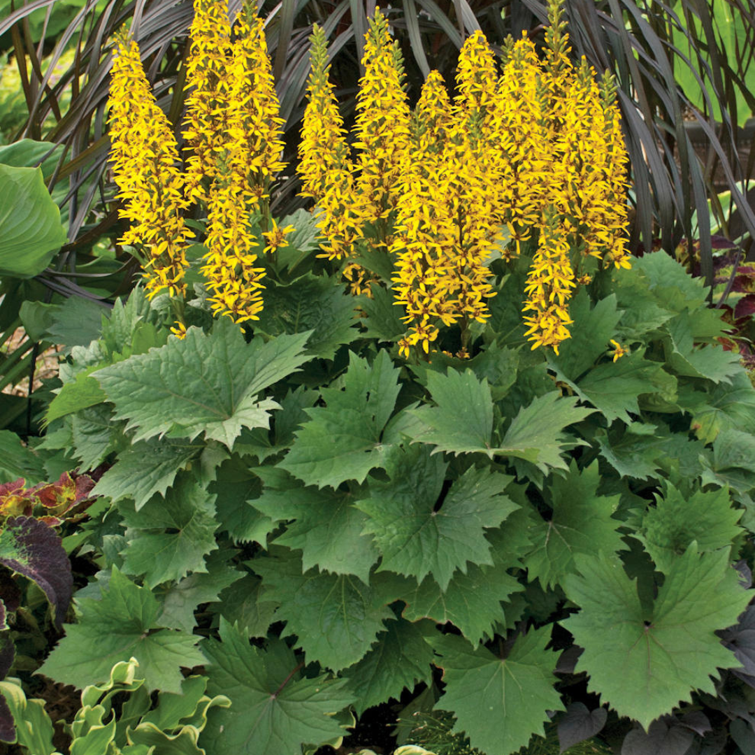 Ligularia hybrid ‘Bottle Rocket’