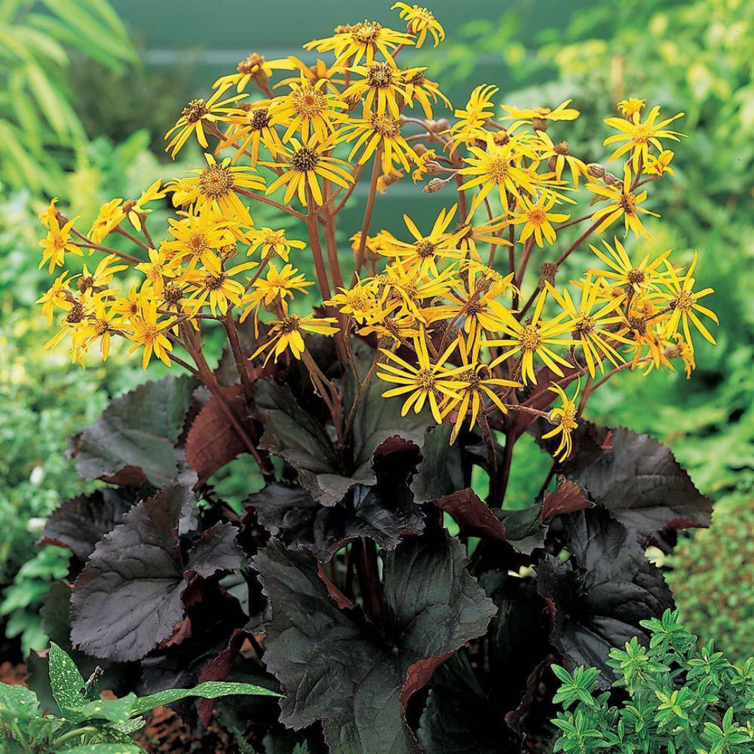 Ligularia hybrid 'Midnight Lady'