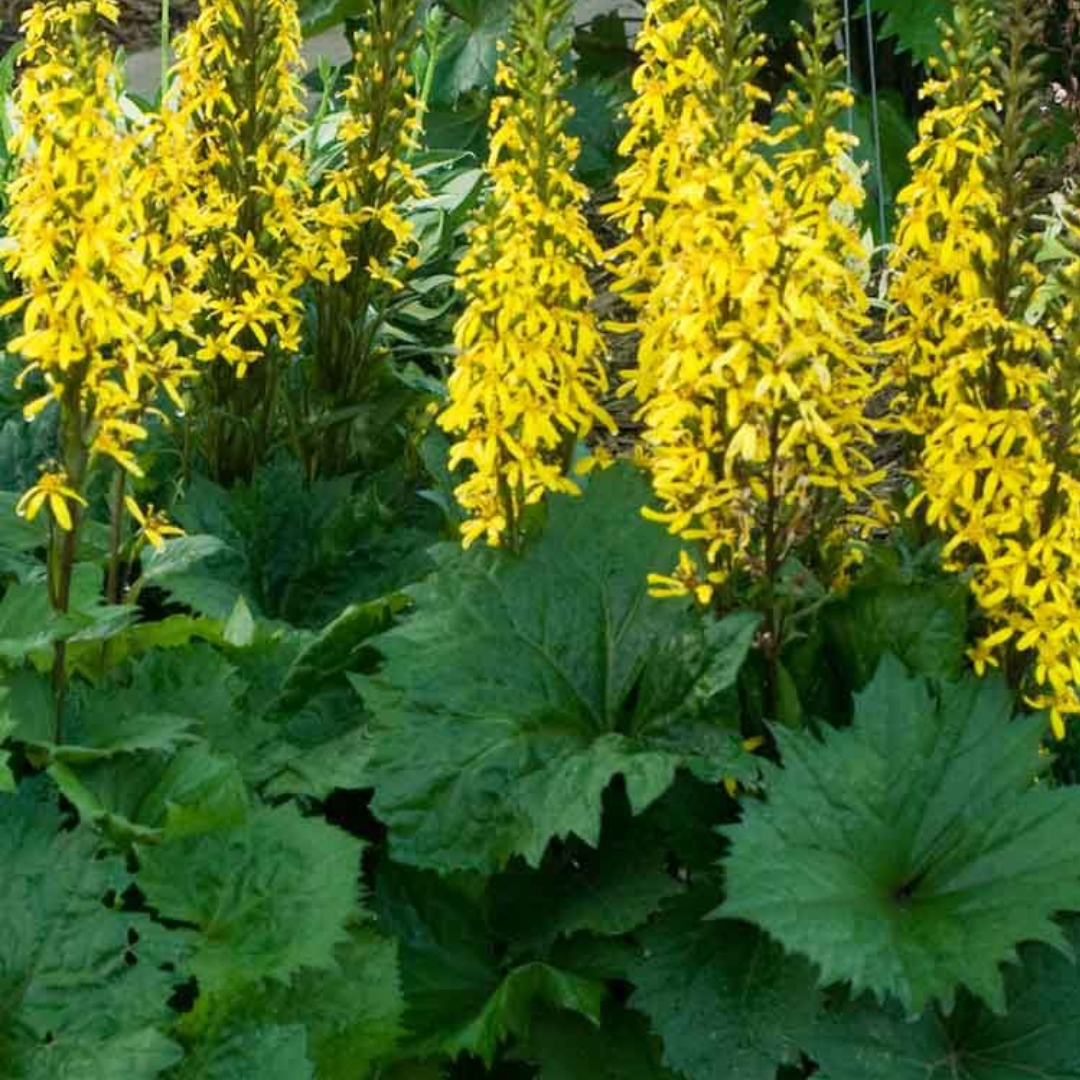 Ligularia stenocephala 'Little Rocket’