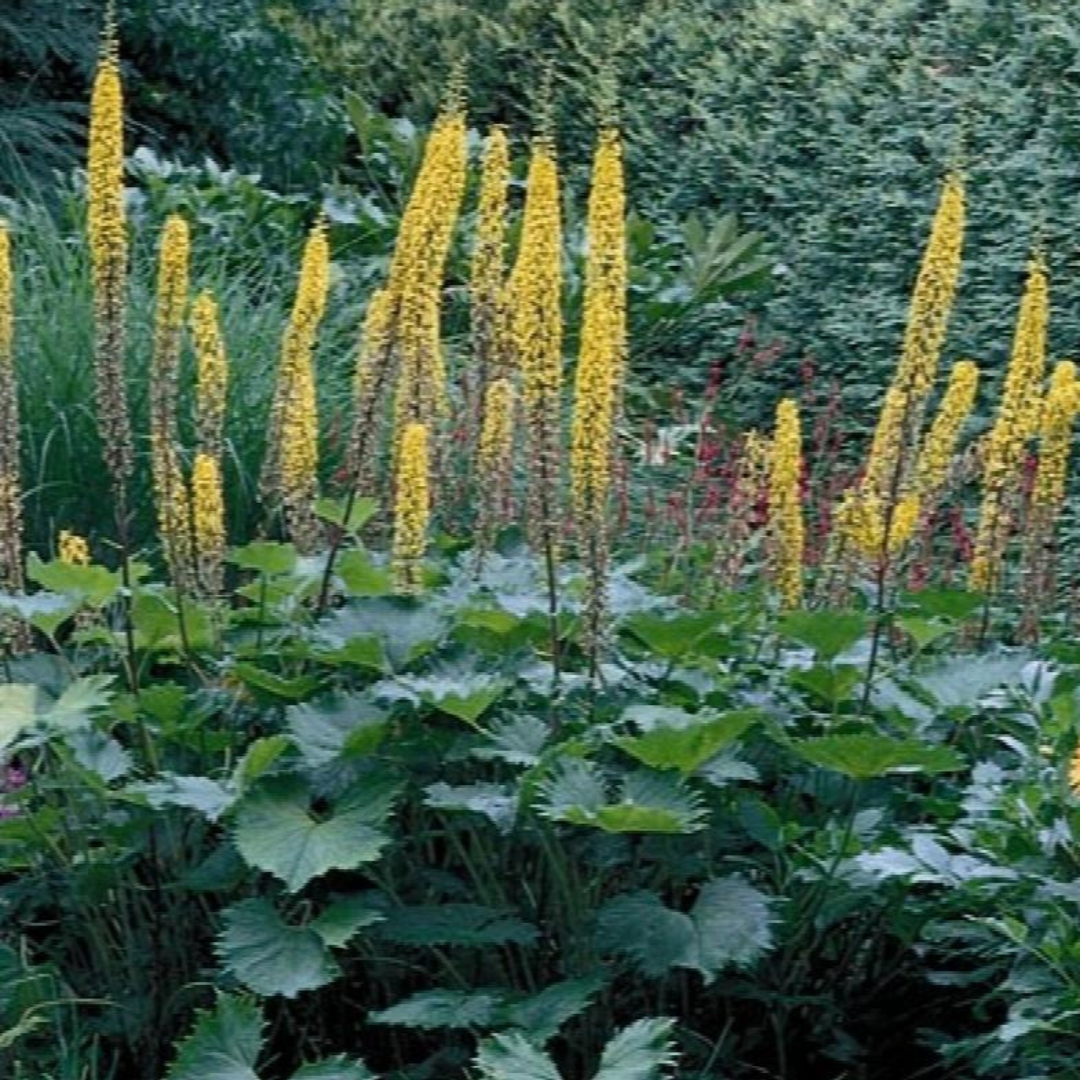 Ligularia stenocephala 'The Rocket’