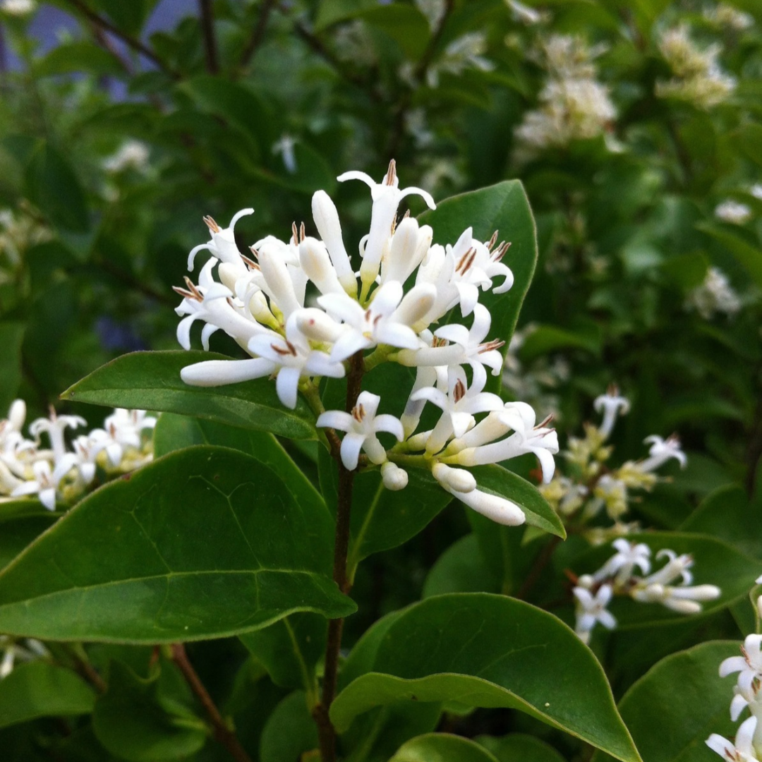 Ligustrum amurense