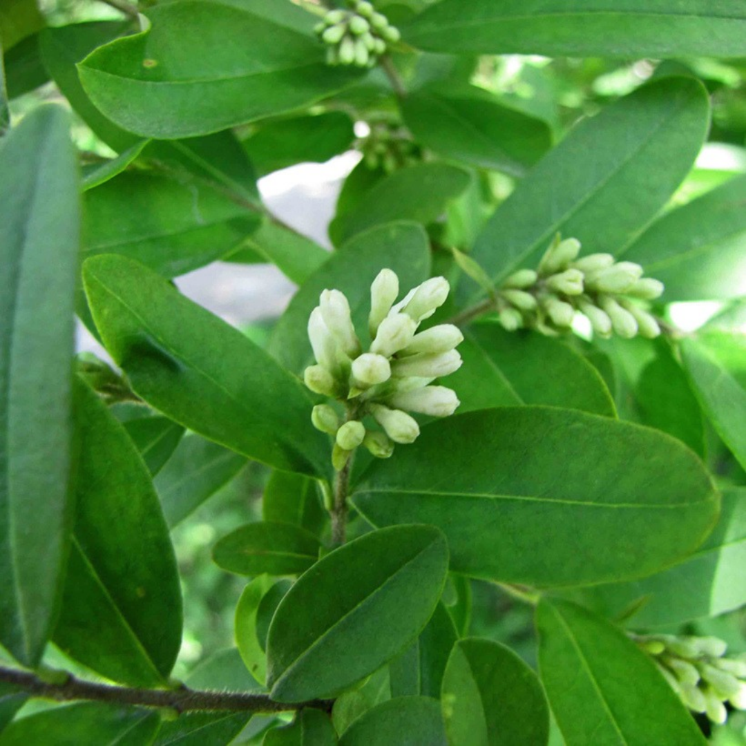 Ligustrum obtusifolium 'Regelianum'