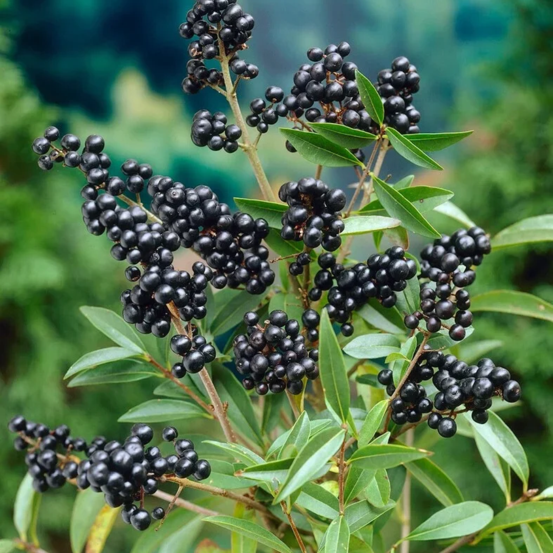 Ligustrum vulgare