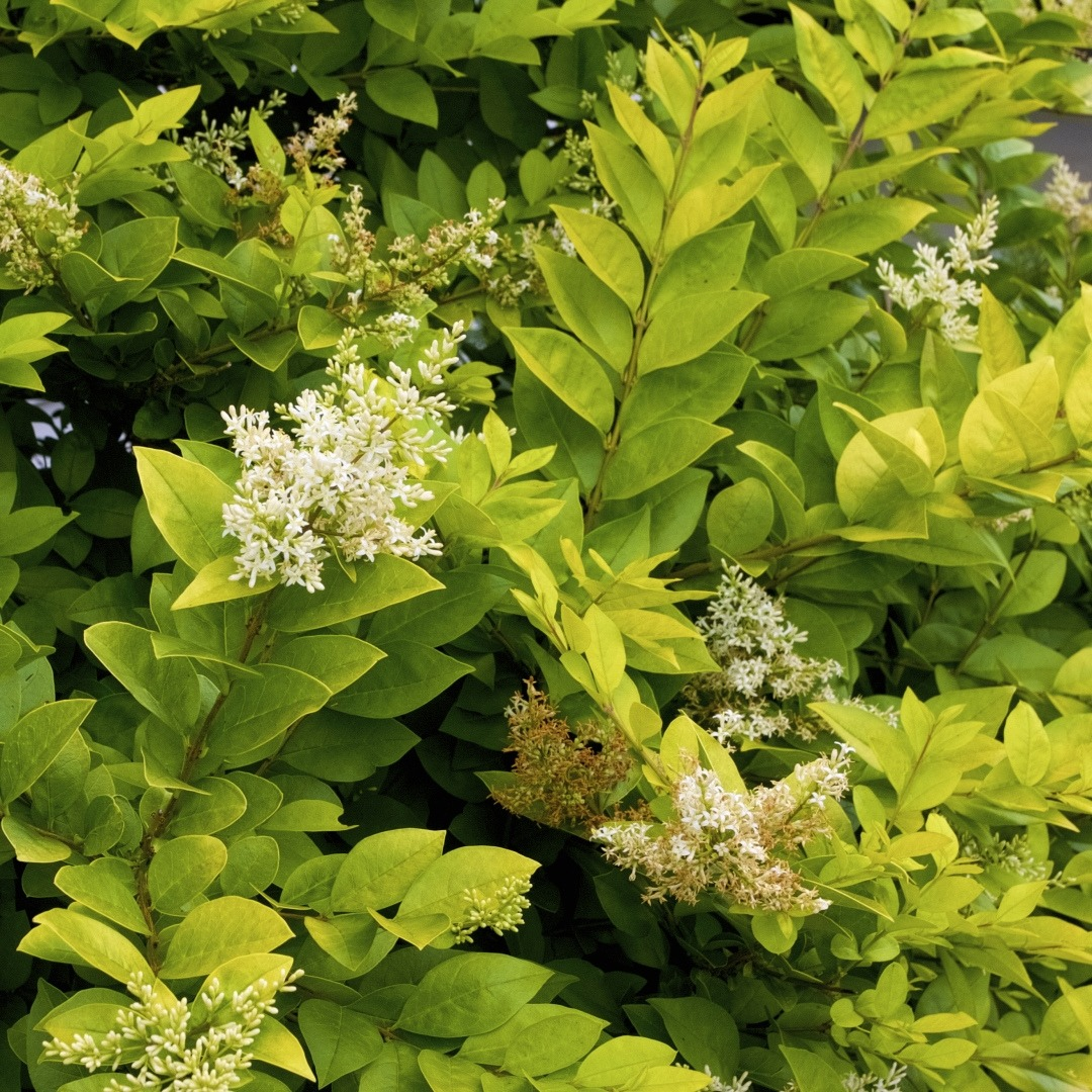 Ligustrum x vicaryi