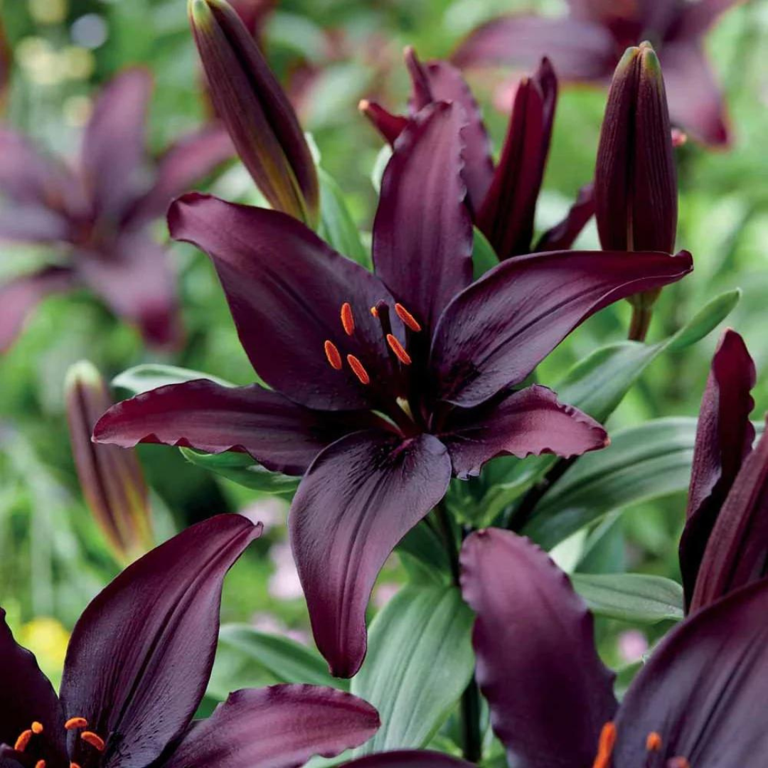 Lilium asiatic 'Blacklist'