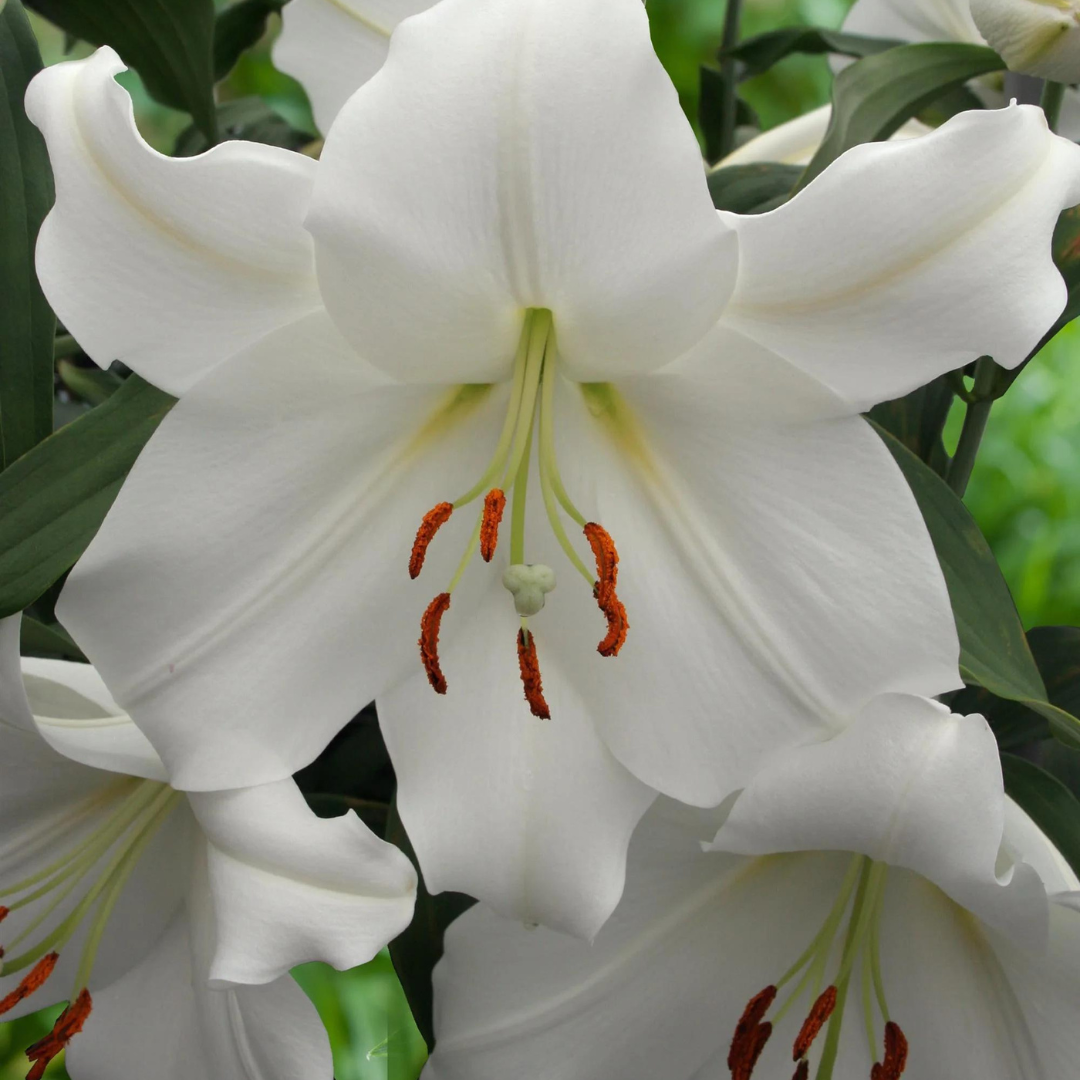 Lilium asiatic 'Fantasciatic White'