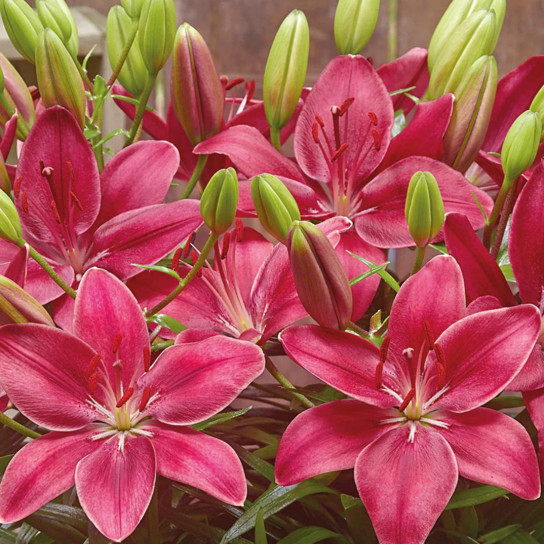 Lilium asiatic 'Fantasiatic Raspberry'