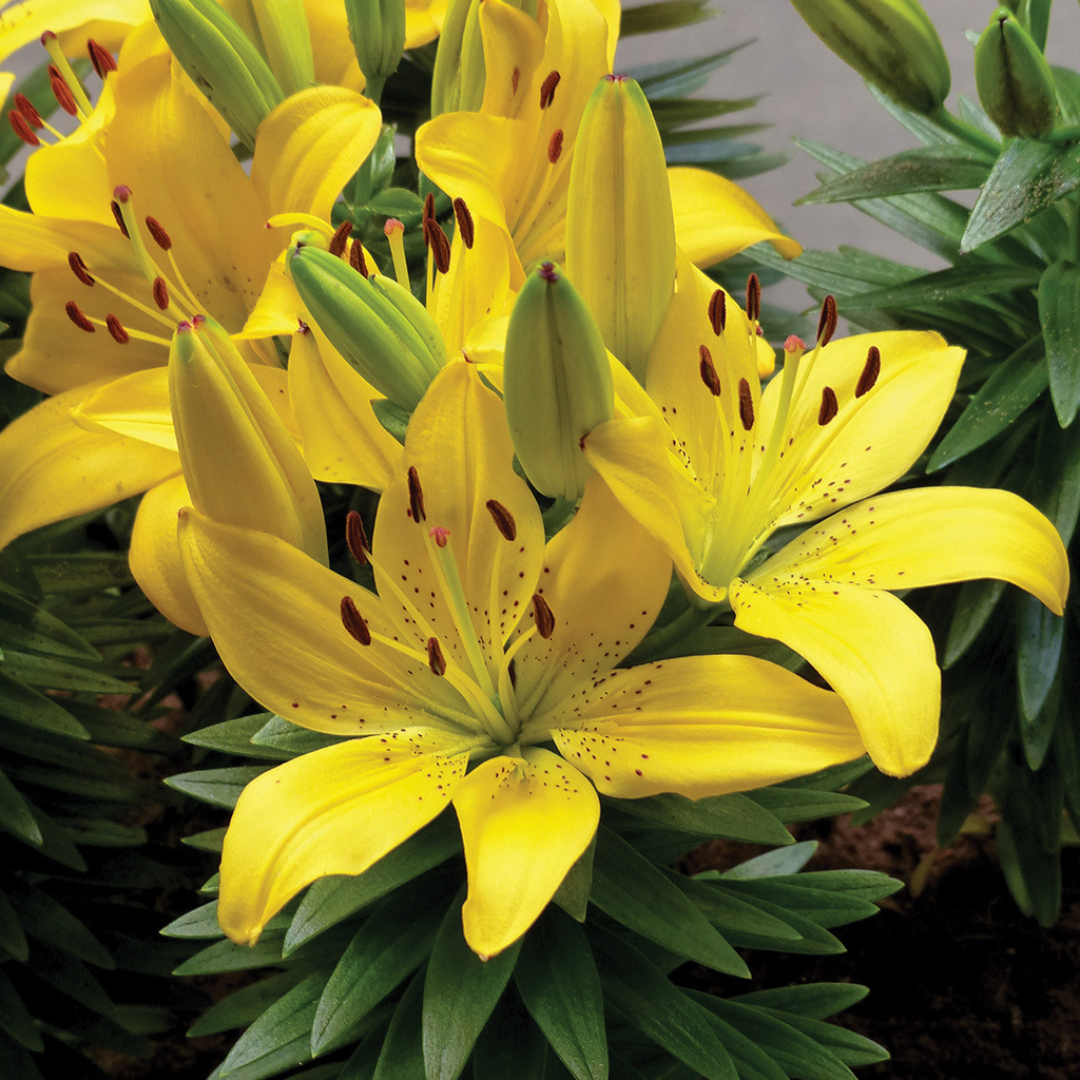 Lilium asiatic 'Golden Matrix'