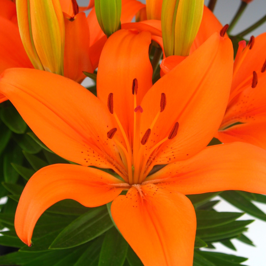 Lilium asiatic 'Orange Matrix'