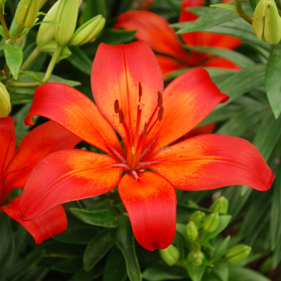 Lilium asiatic 'Red Matrix'