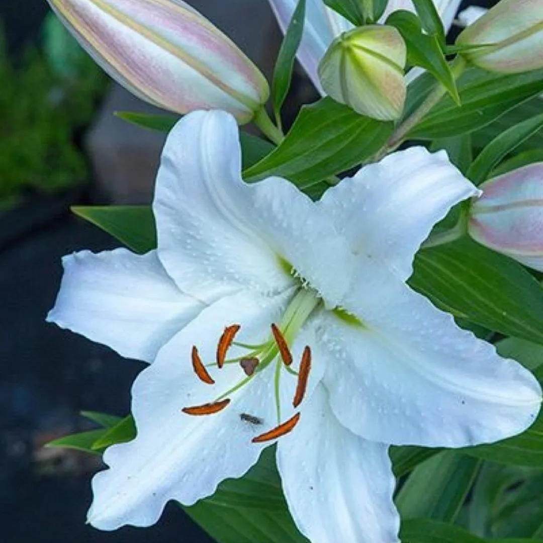 Lilium orientalis 'Casablanca'