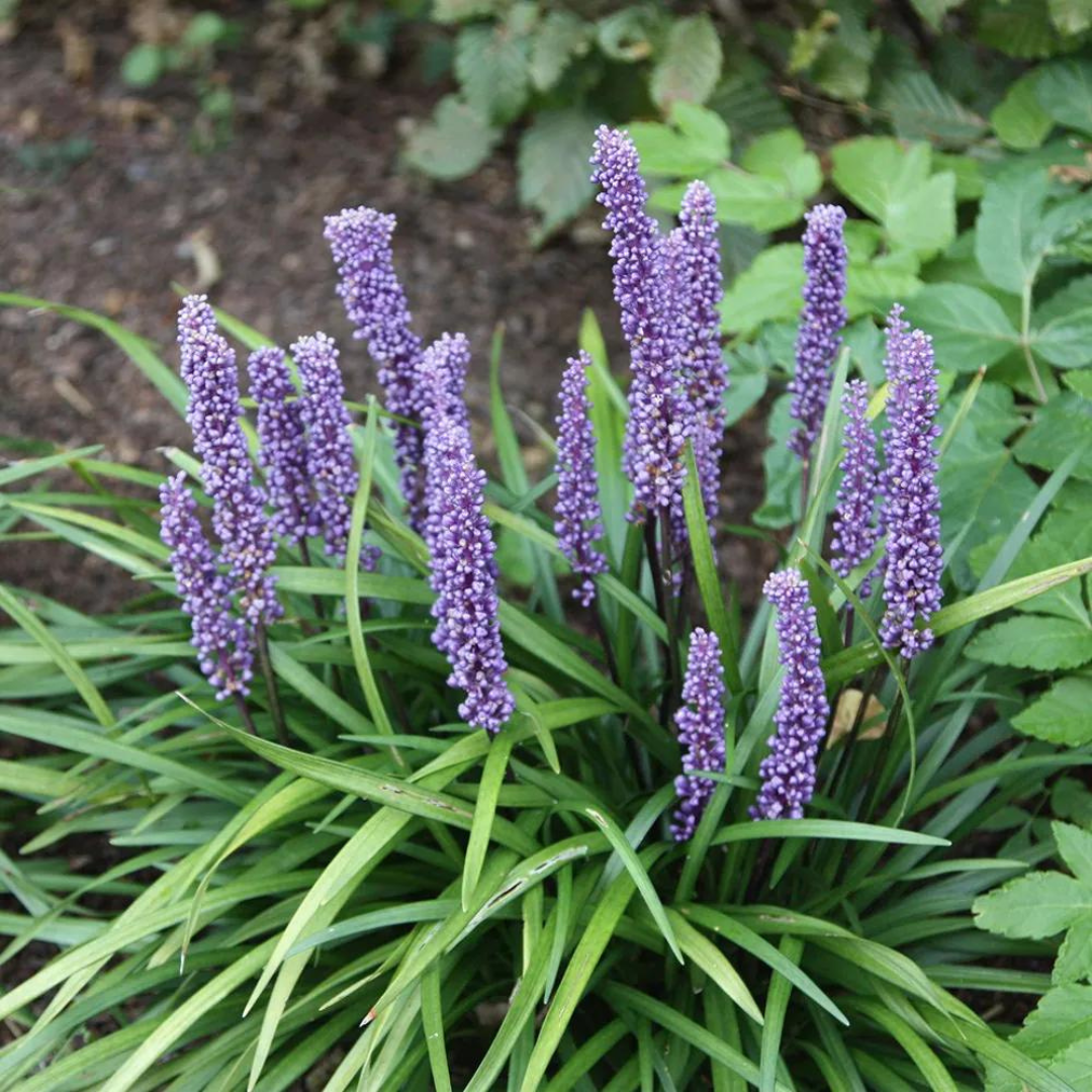 Liriope muscari 'Big Blue'