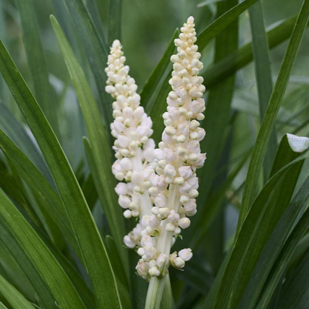 Liriope muscari 'Monroe White'