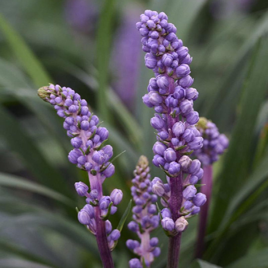 Liriope muscari 'Royal Purple'