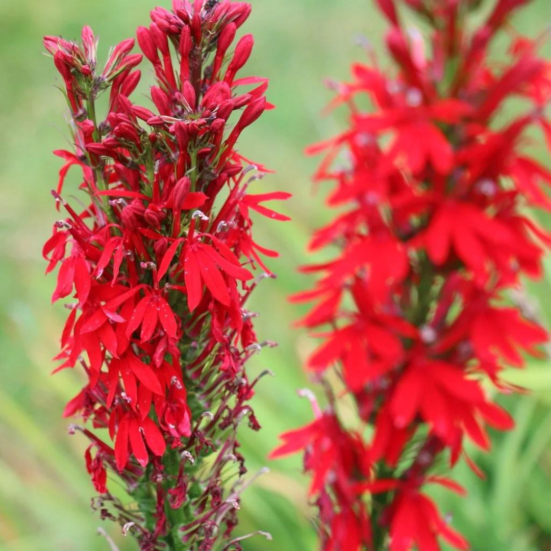 Lobelia cardinalis