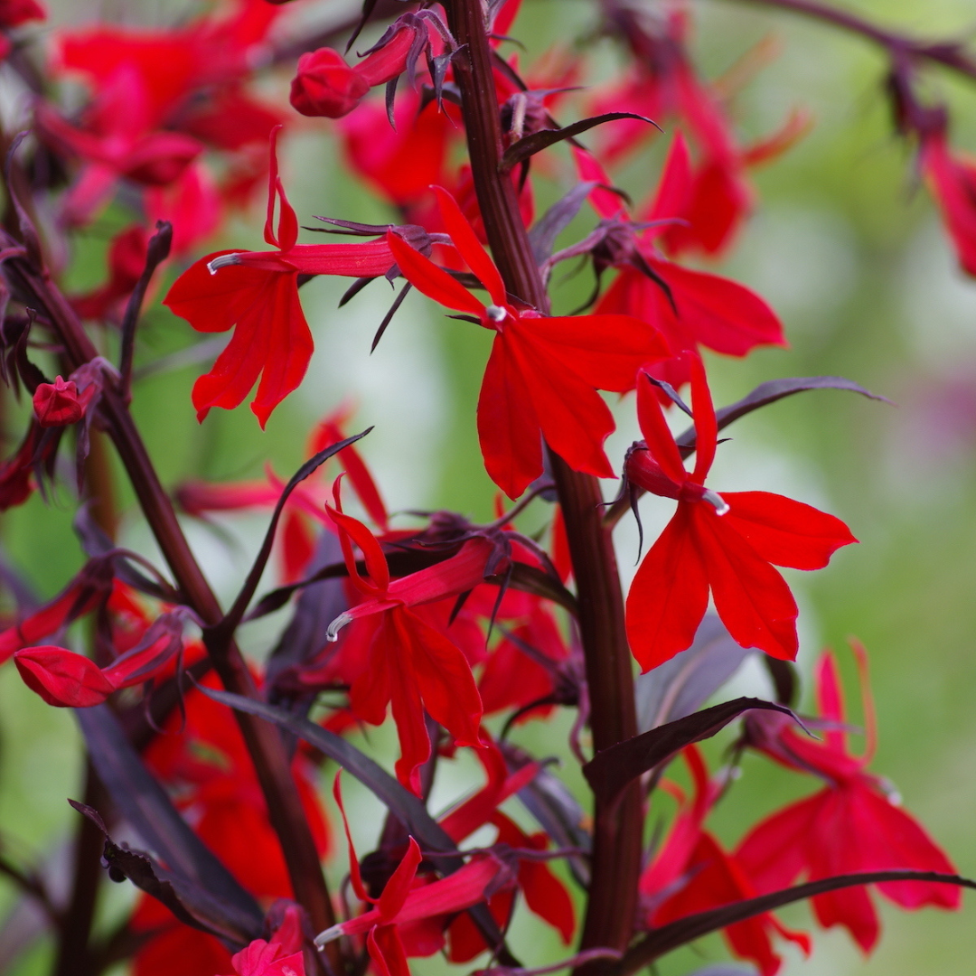 Lobelia cardinalis 'Queen Victoria'