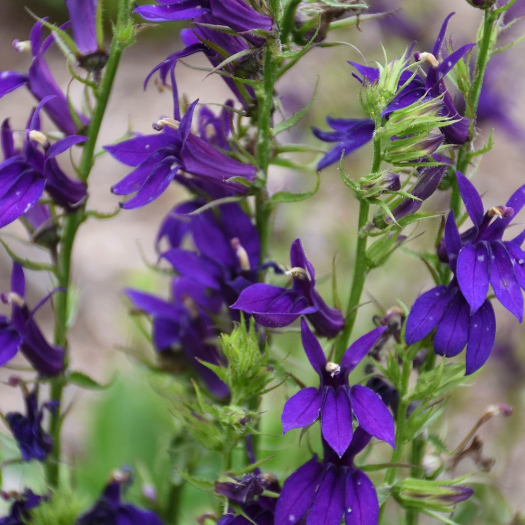 Lobelia speciosa 'Starship Blue'