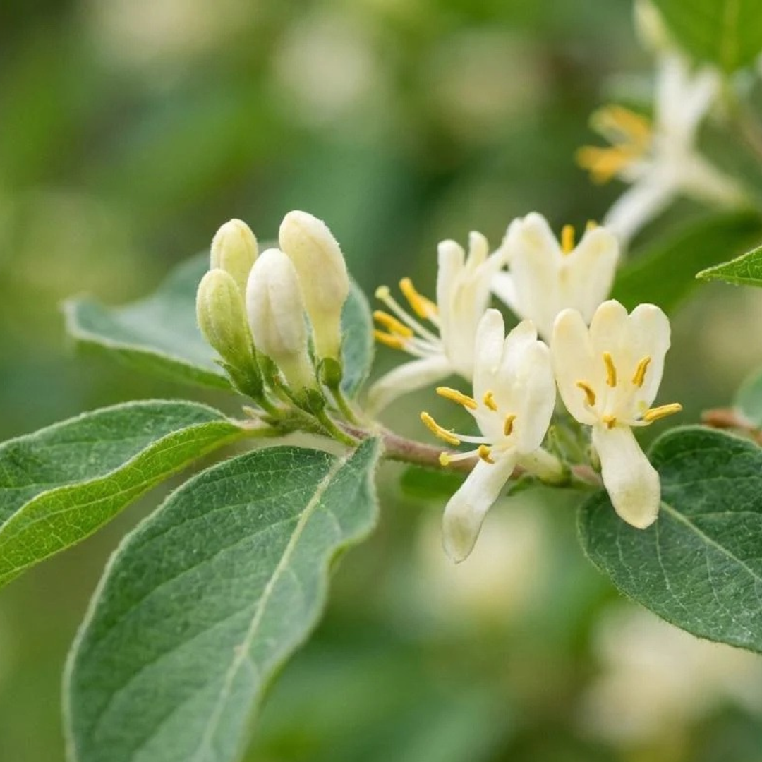 Lonicera fragrantissima