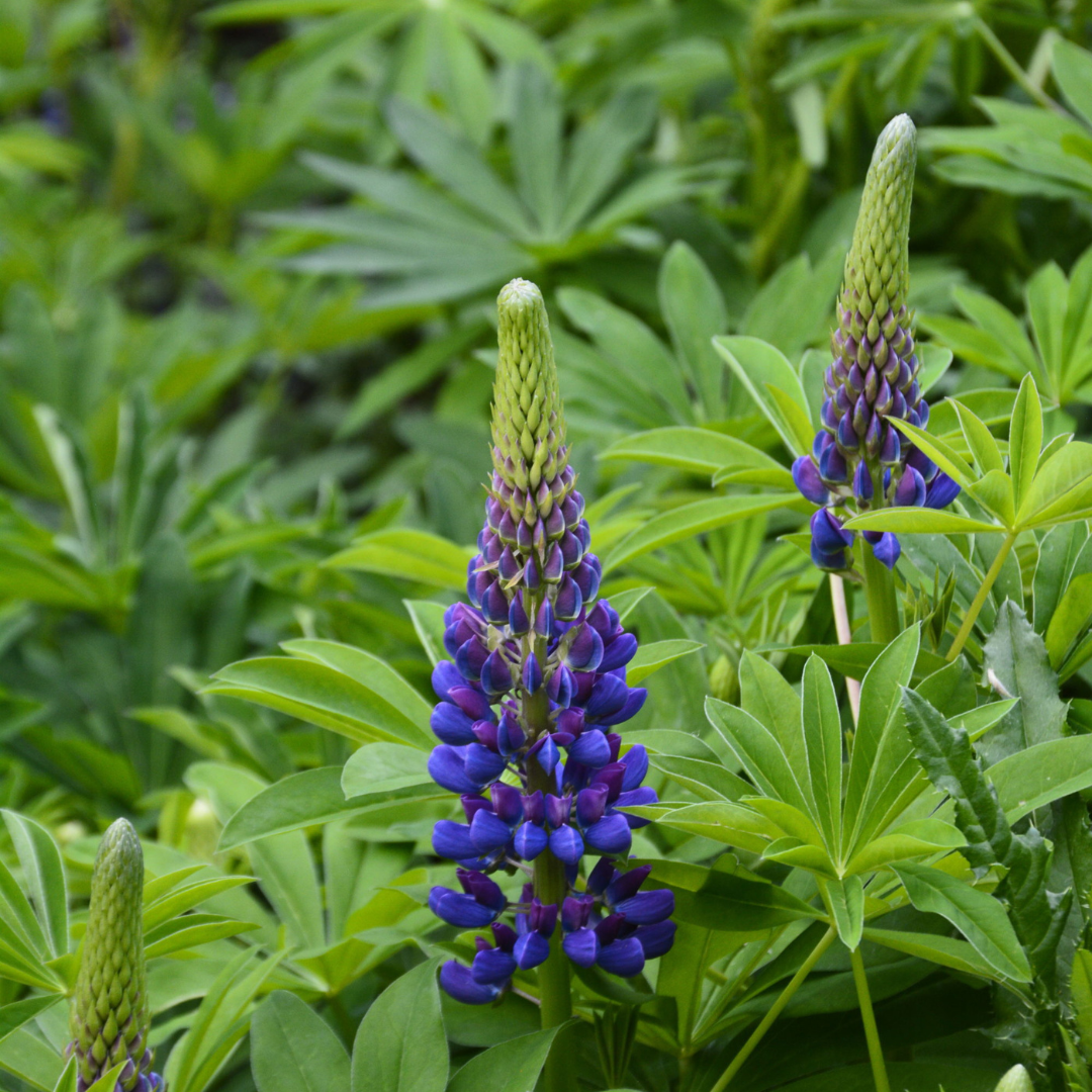 Lupinus hybrid 'Gallery Blue'