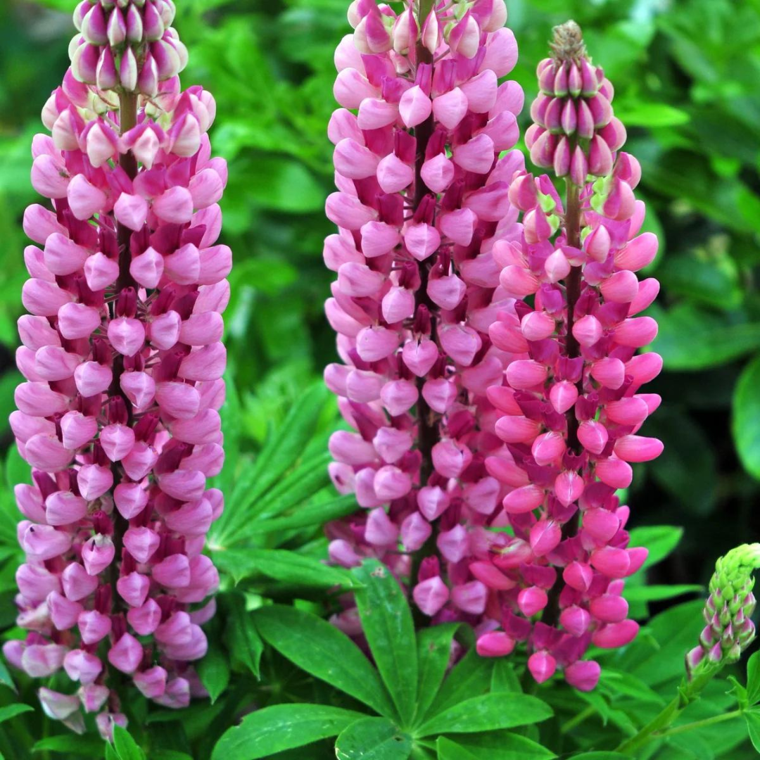 Lupinus hybrid 'Gallery Pink'