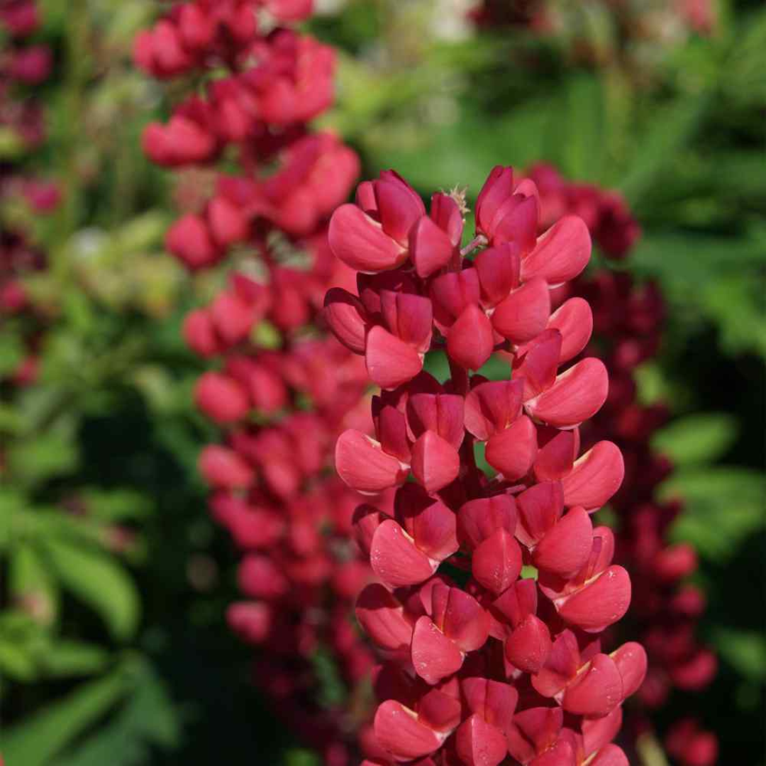 Lupinus hybrid 'Gallery Red'