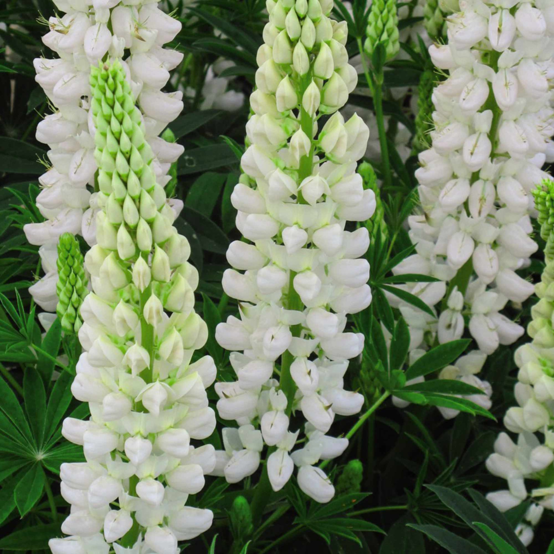 Lupinus hybrid 'Gallery White'