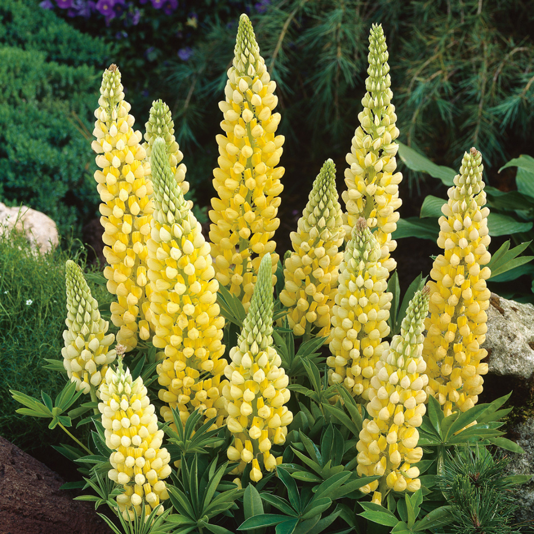 Lupinus hybrid 'Gallery Yellow'