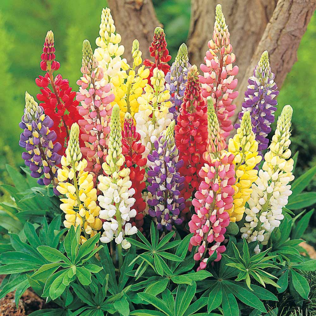 Lupinus hybrid 'Russell Hybrids'