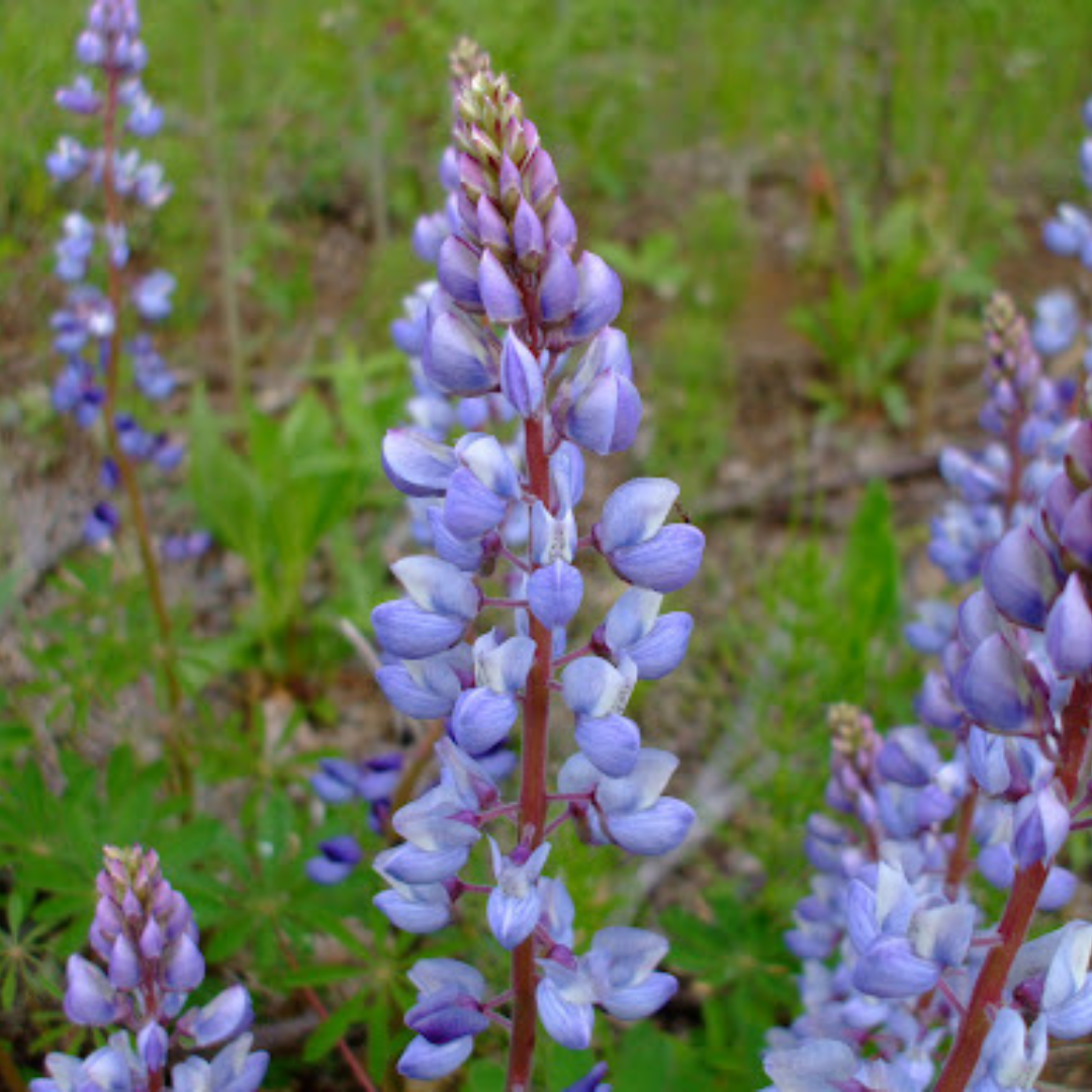 Lupinus perennis