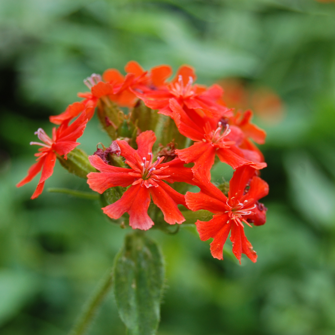 Lychnis chalcedonica 'Scarlet'