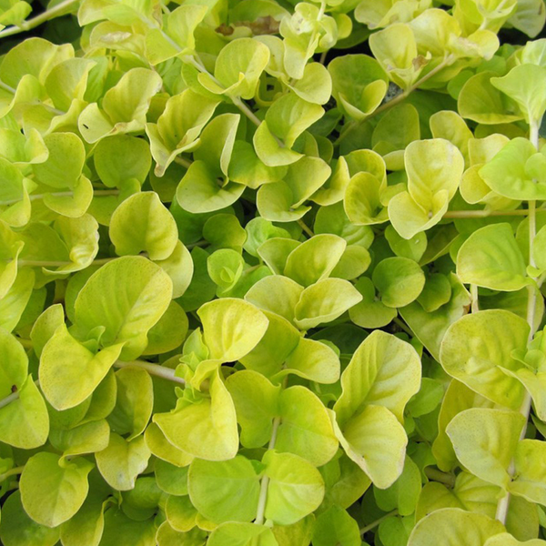 Lysimachia_Aurea_grande.png?v=