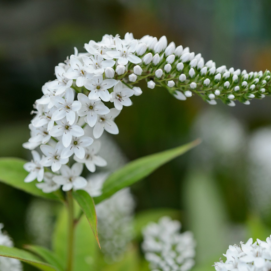 Lysimachia clethroides