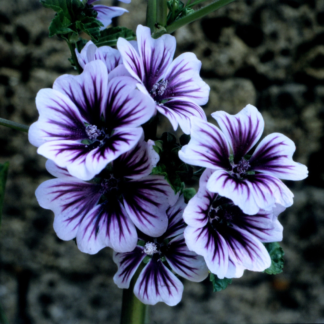 Malva sylvestris 'Zebrina'