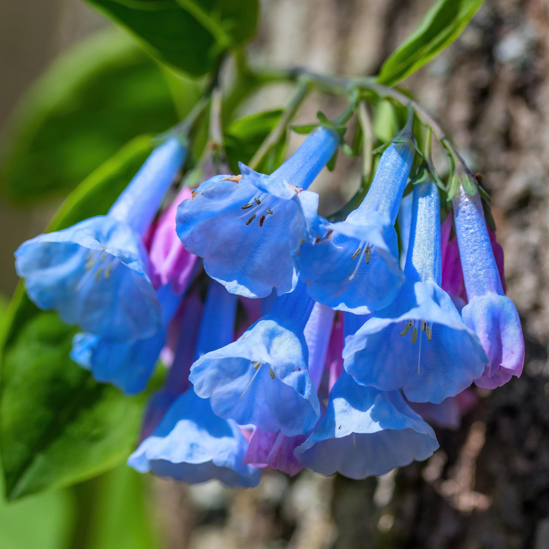 Mertensia virginica