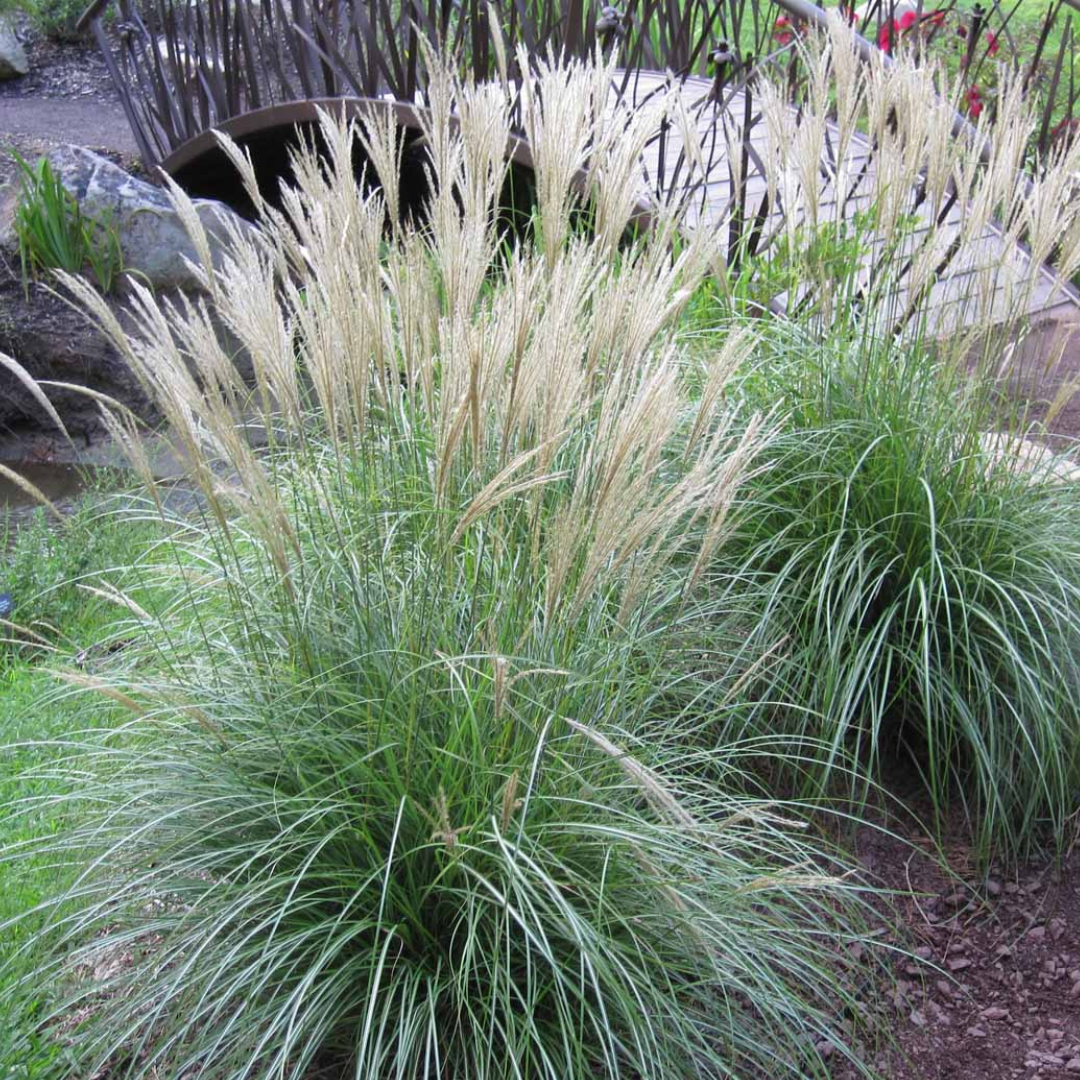 Miscanthus sinensis 'Adagio'