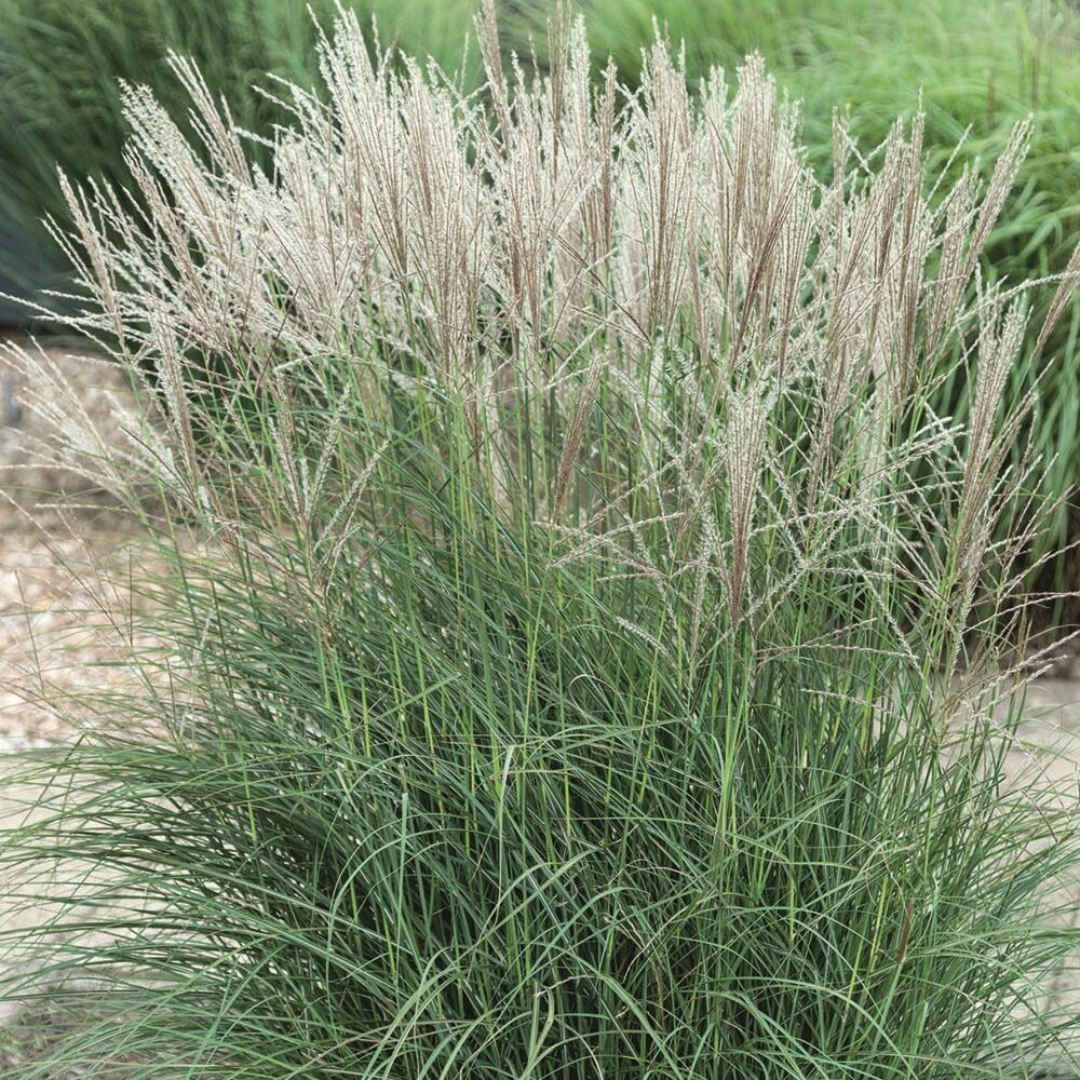 Miscanthus sinensis 'Autumn Light'