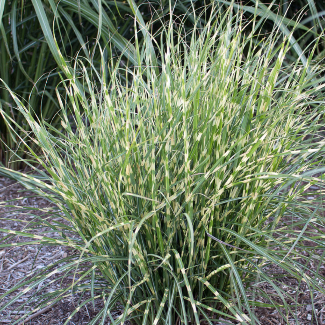 Miscanthus sinensis 'Bandwidth'