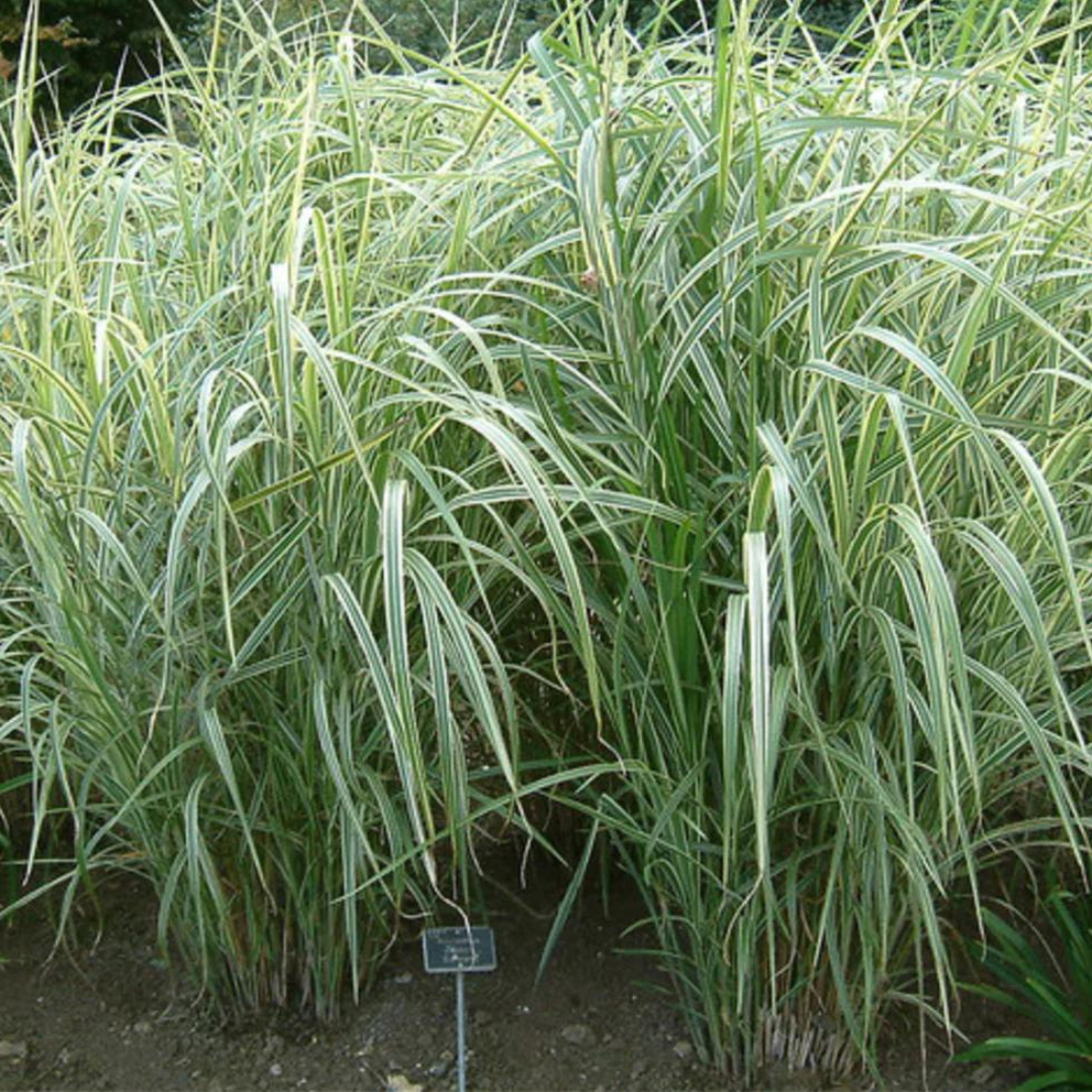 Miscanthus sinensis 'Dixieland'