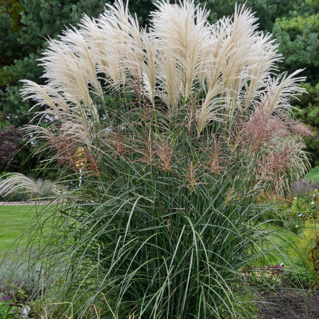 Miscanthus sinensis 'Encore'