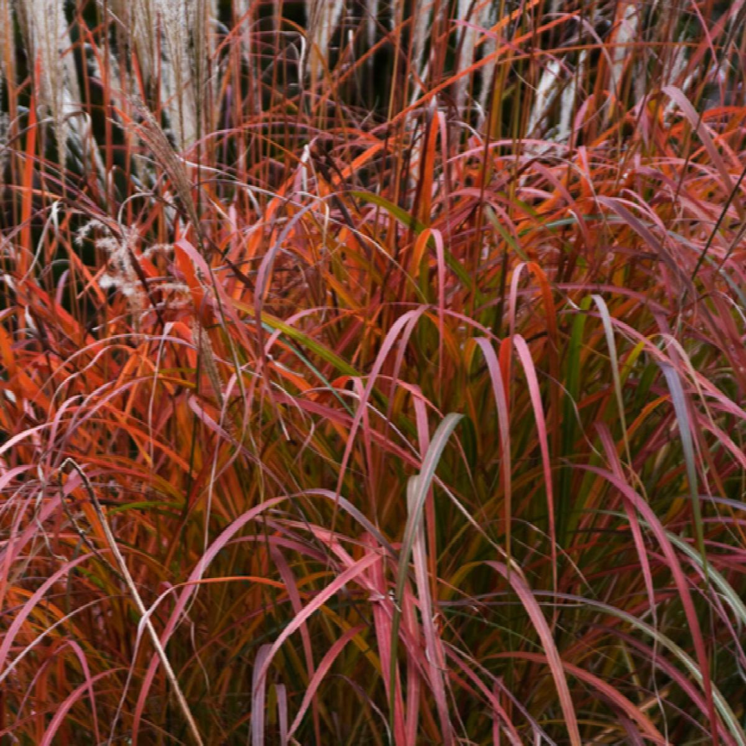 Miscanthus sinensis 'Fire Dragon'