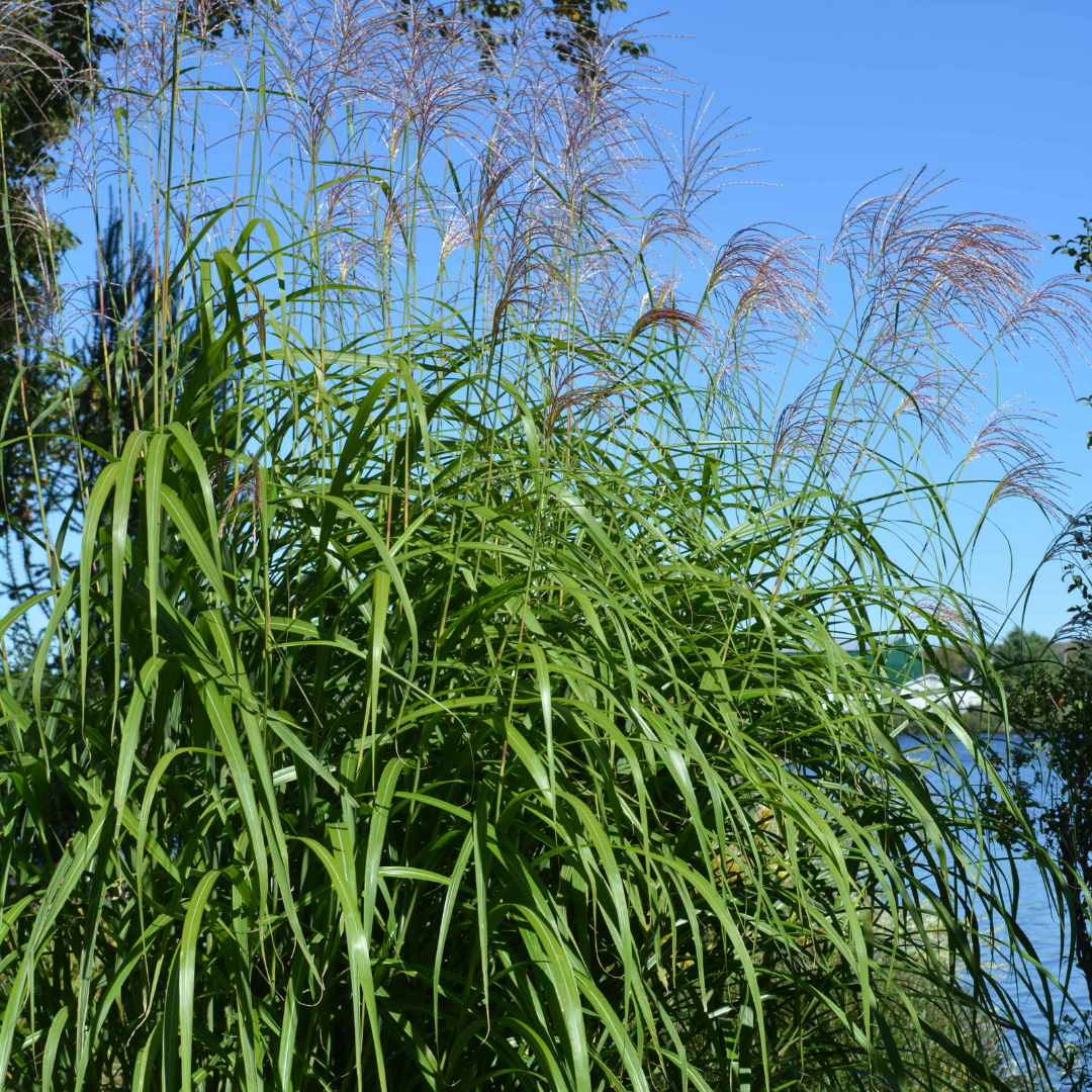 Miscanthus sinensis 'Goliath'