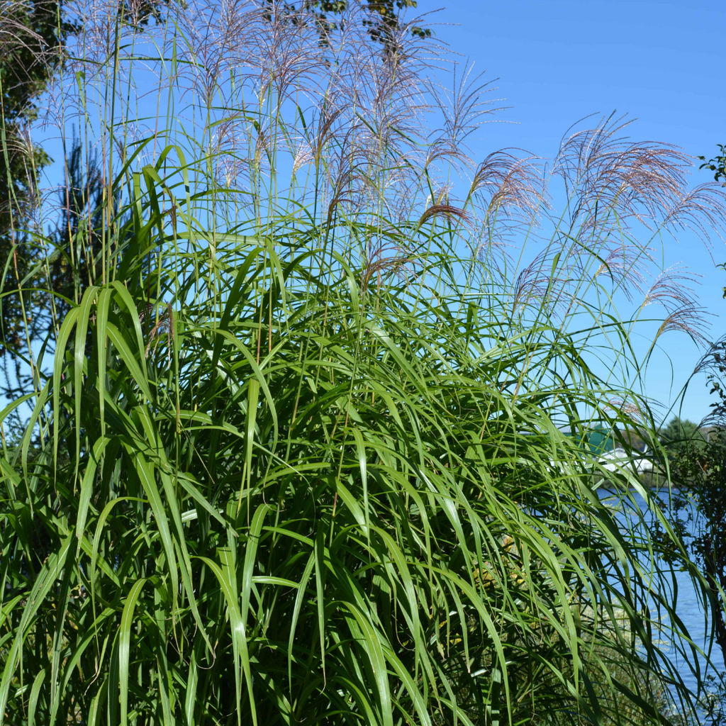 Miscanthus 'Giganteus' | Ontario Grown Giant Grass