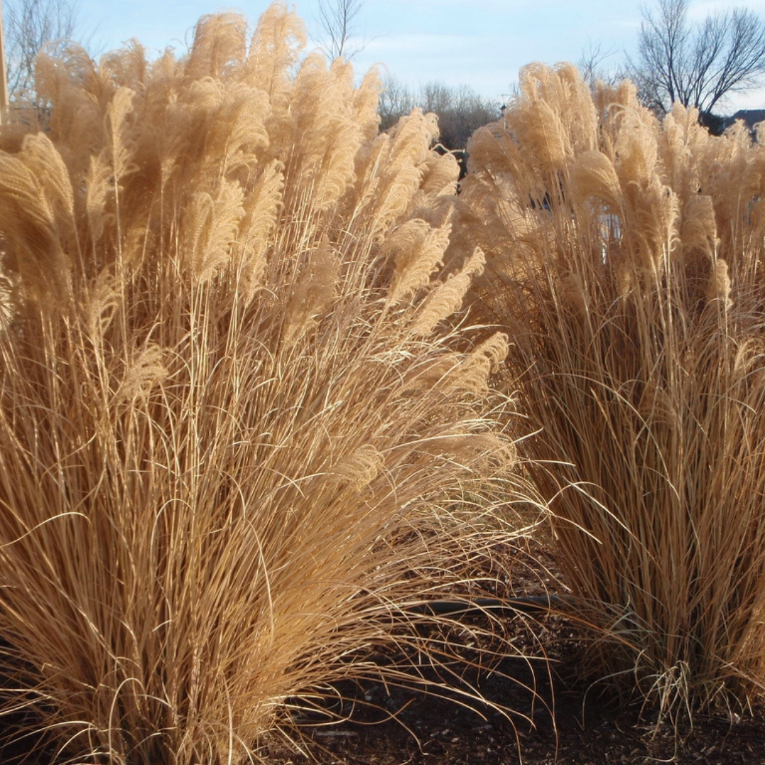 Miscanthus sinensis 'Gracillimus'