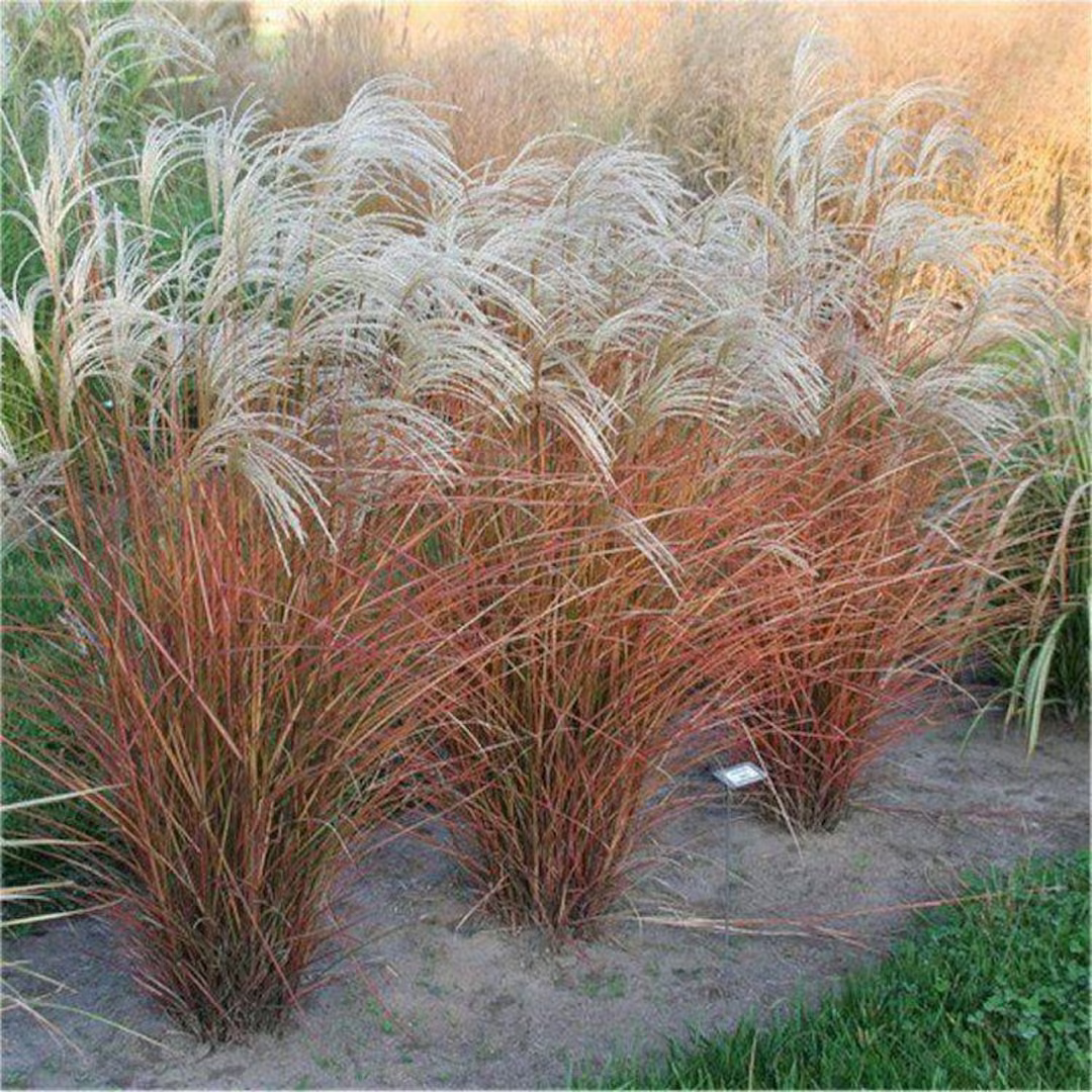 Miscanthus sinensis 'Graziella'