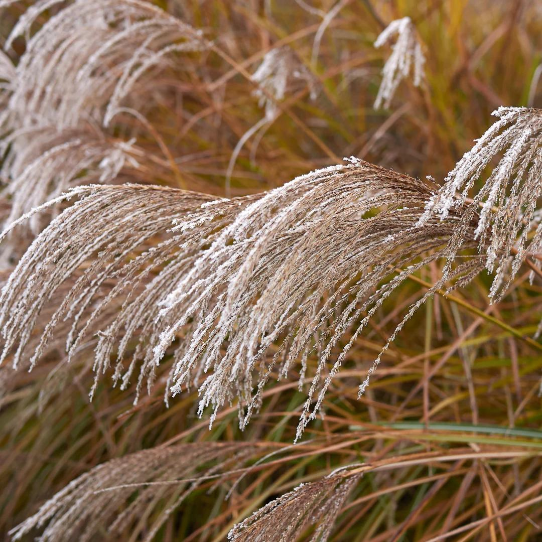 Miscanthus sinensis 'Huron Blush'