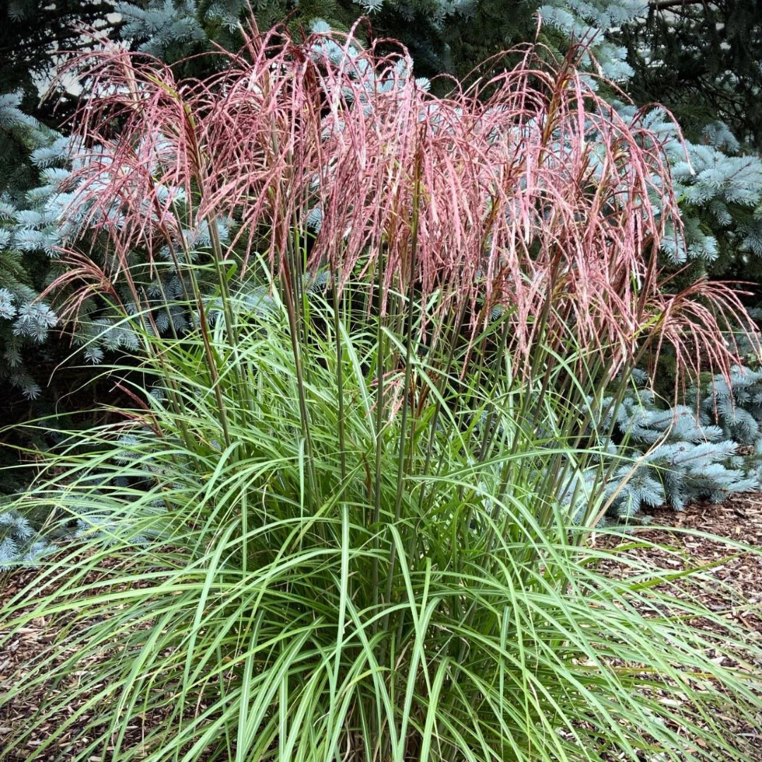 Miscanthus sinensis 'Huron Sunrise'