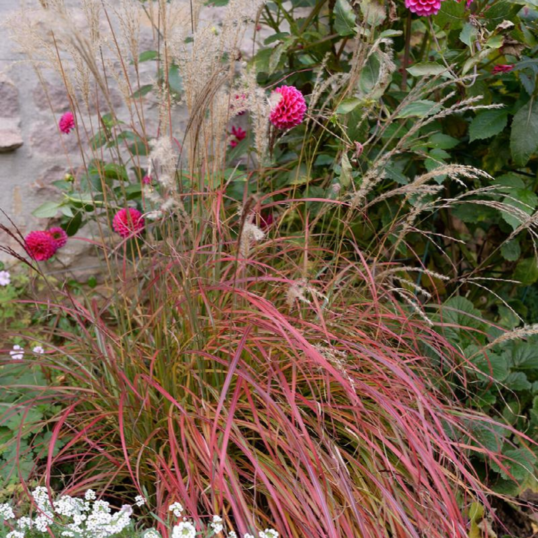 Miscanthus sinensis 'Little Miss'