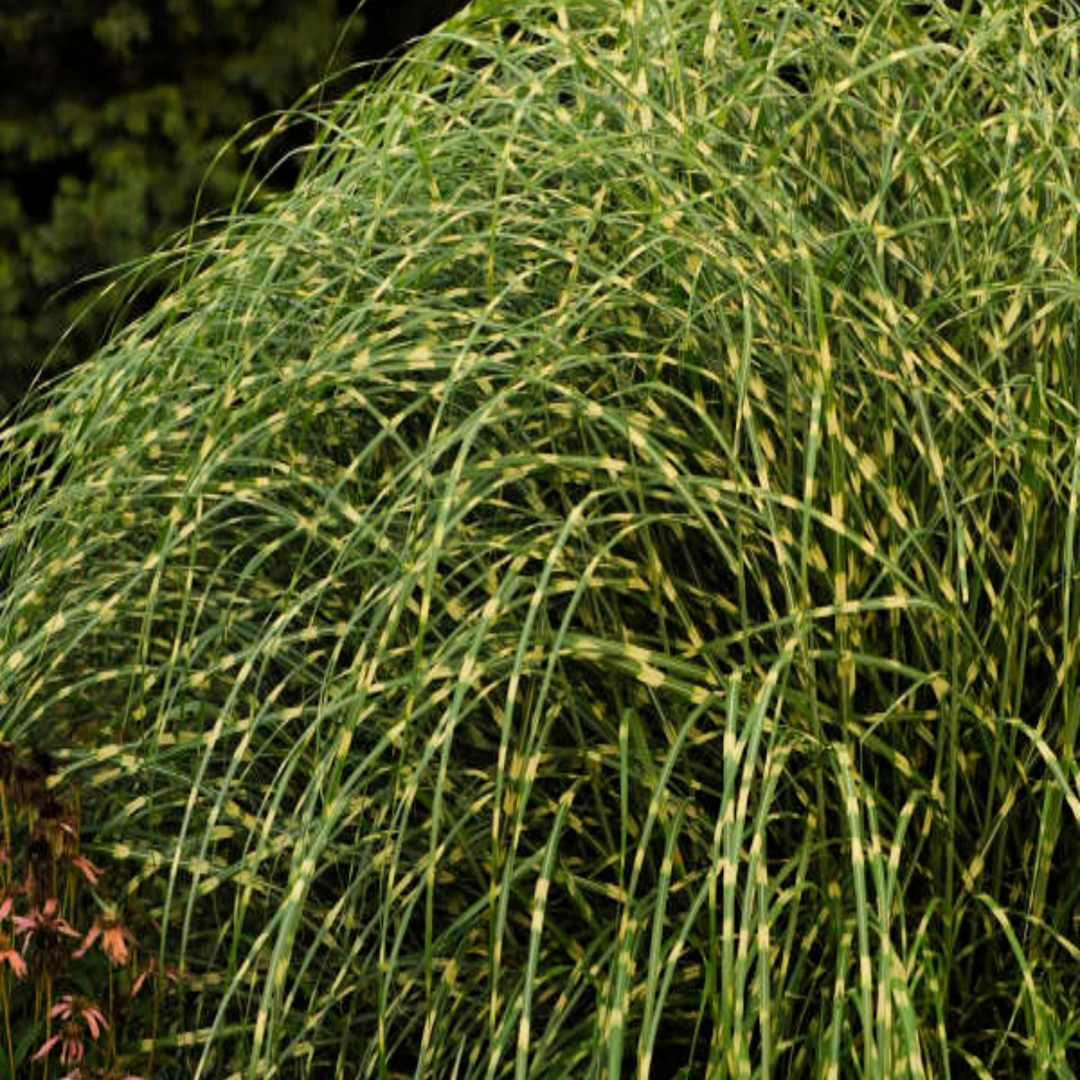 Miscanthus sinensis 'Little Zebra'