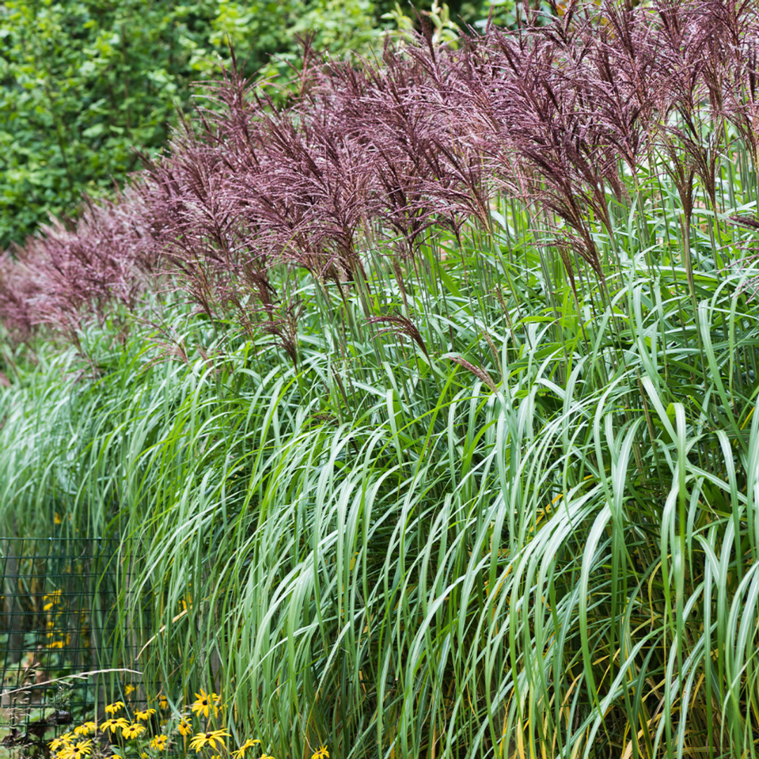 Miscanthus sinensis 'Malepartus'