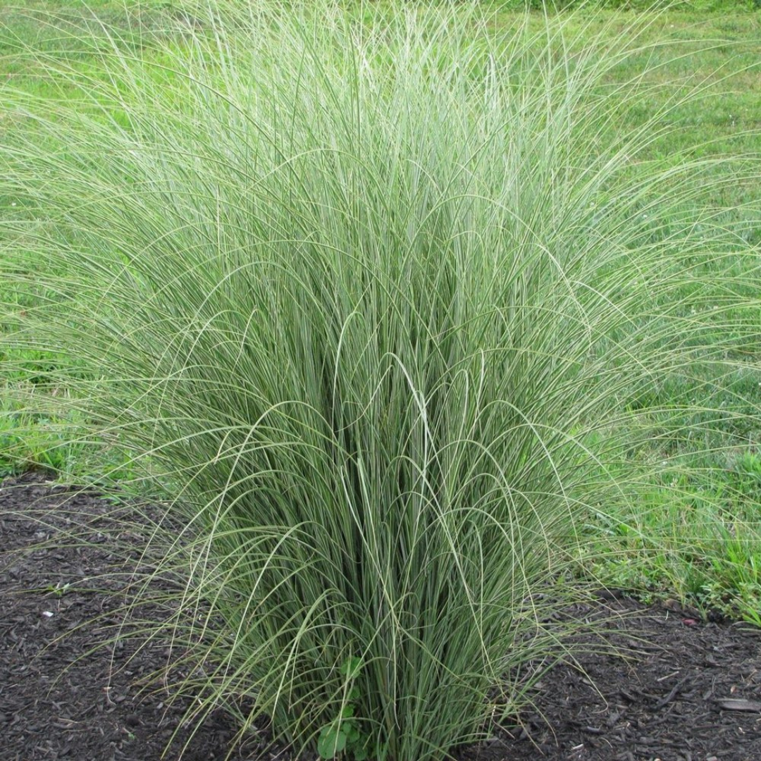 Miscanthus sinensis 'Morning Light'